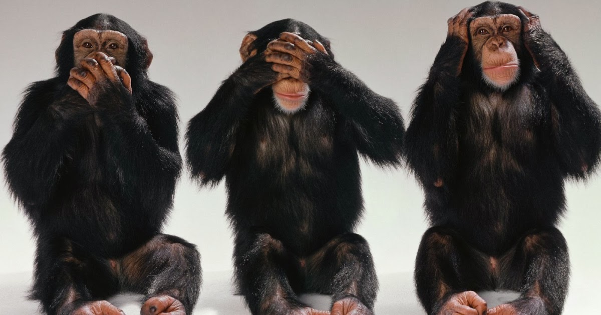 all about insurance Three black monkey wallpapers