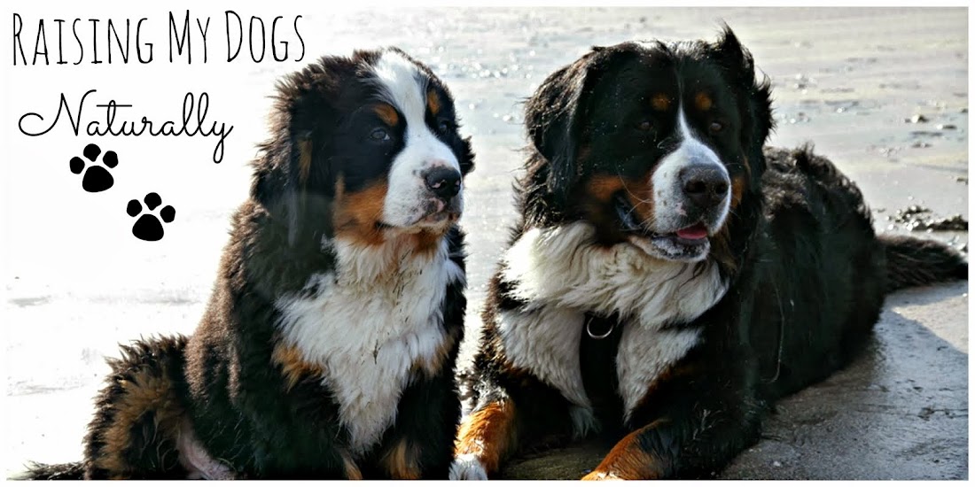 My Journey of Raising my Dogs on a Natural Diet 