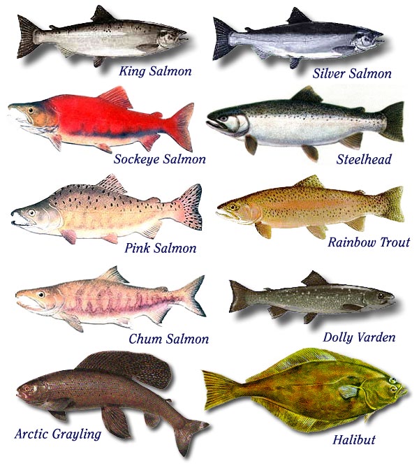 Alaskan Food Web