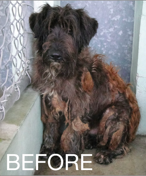 puppy mills in florida bark clark puppy mill rescue in florida puppy mills in florida bark clark puppy mill rescue in florida