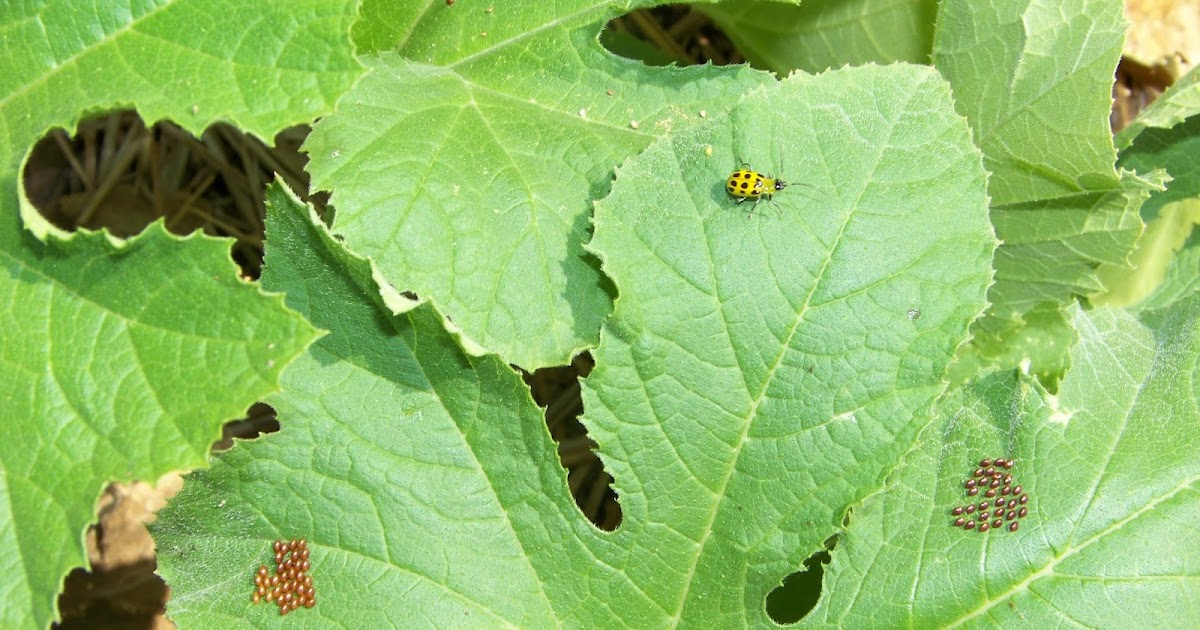 what are the different types of pests that affect agricultural crops
