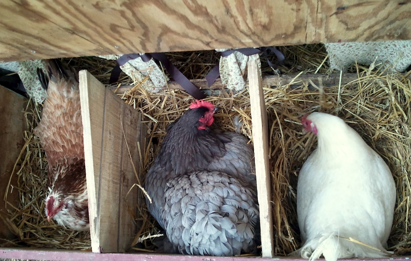 Top 7 Things to Consider When Deciding on a Chicken Coop Community