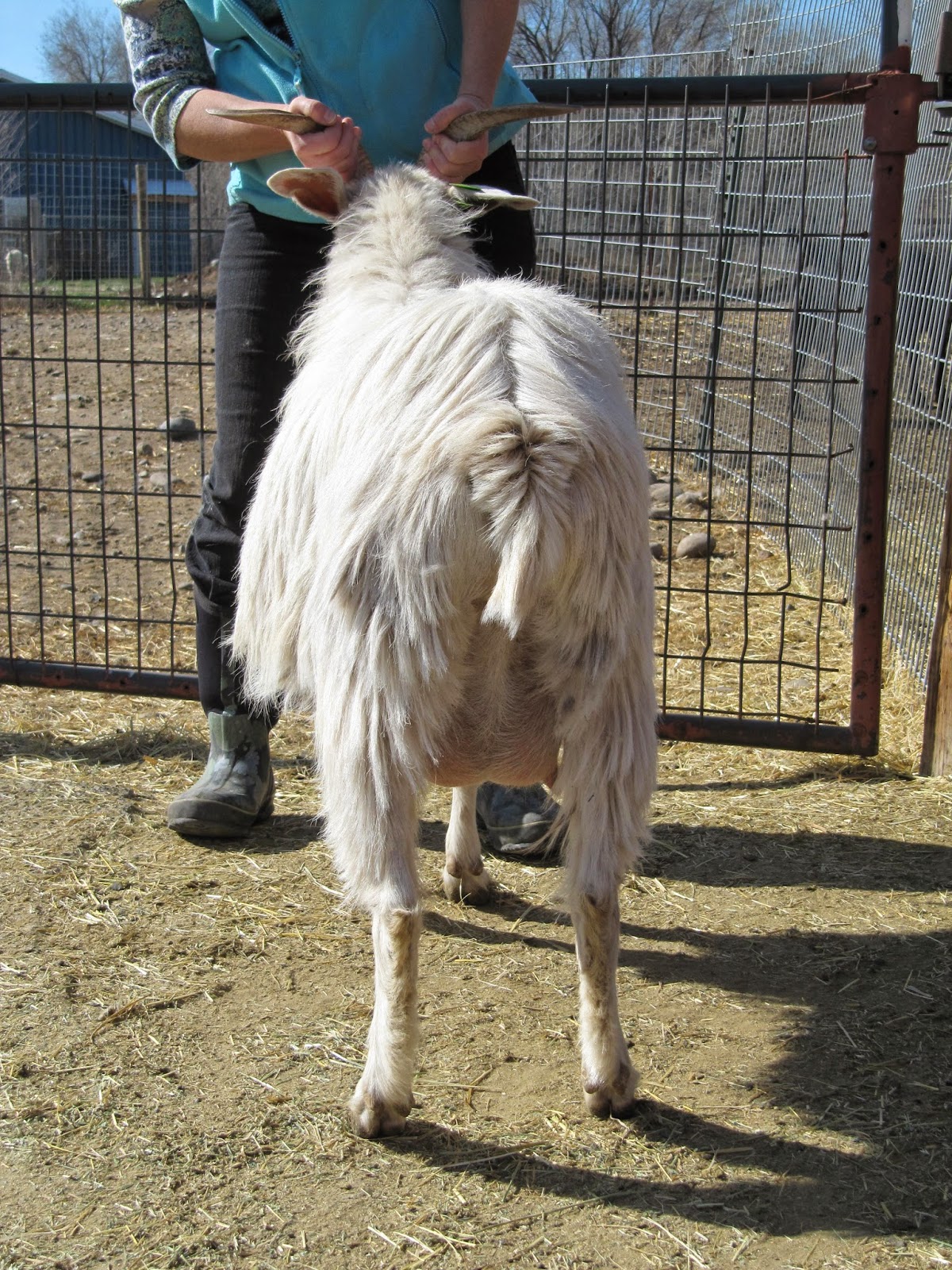 LIBERTY FARM CASHMERE GOATS CASHMERE GOATS FOR SALE