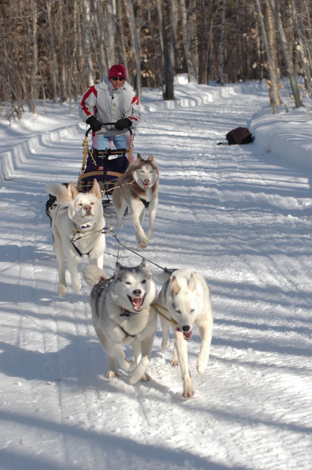 Maryland Sled Dog Adventures LLC Announcing our 2012 Maine Winter