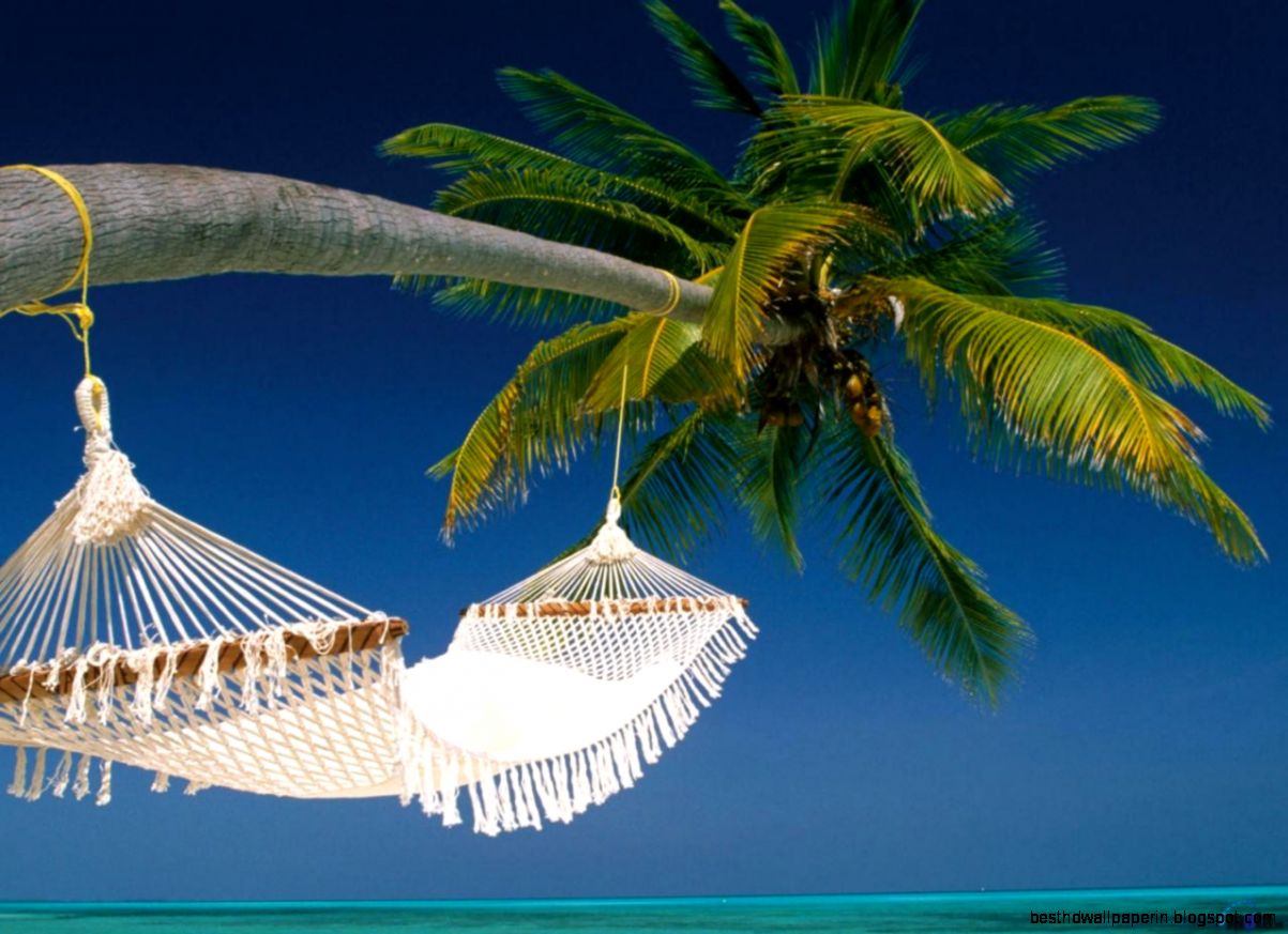 Hammock A Palm Tree Blue Palm Sky Tree Nature Landscape Hammock Hammock A Palm Tree Blue Palm Sky Tree Nature Landscape Hammock