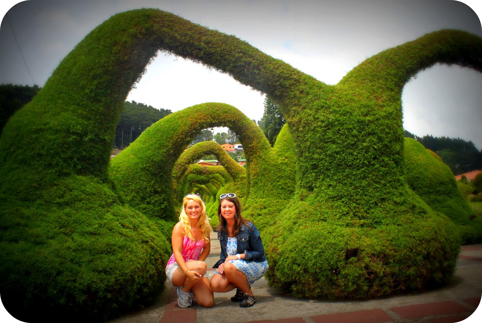 Hedge And Shrub Trimming Tips Advised By Experts Penniless Parenting