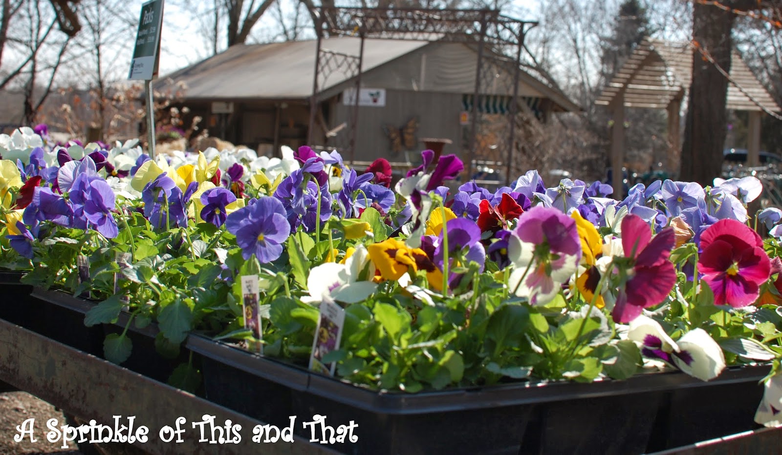 A Sprinkle of This and That: What to Plant? Pre-Garden Planning