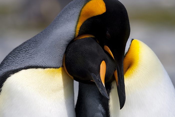 Animal Unique: King Penguin