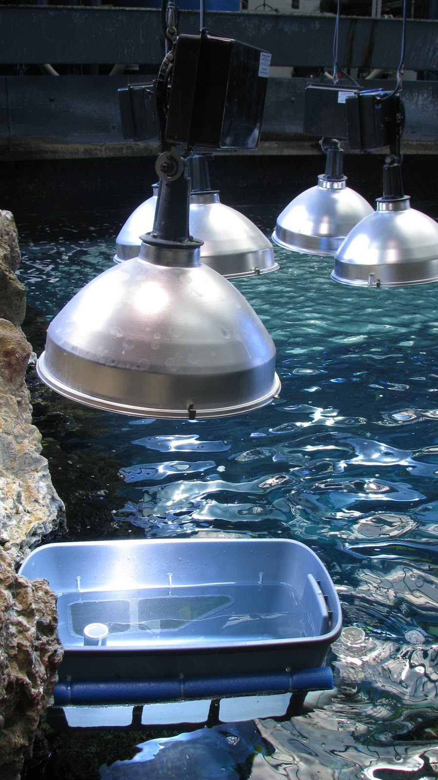 Rising Tide Conservation Updates Eggs and Larvae from Public Zoos and Aquariums