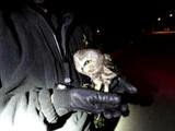 Deputy Holds Northern Saw-Whet Owl Recovering from collision with Patrol Car 