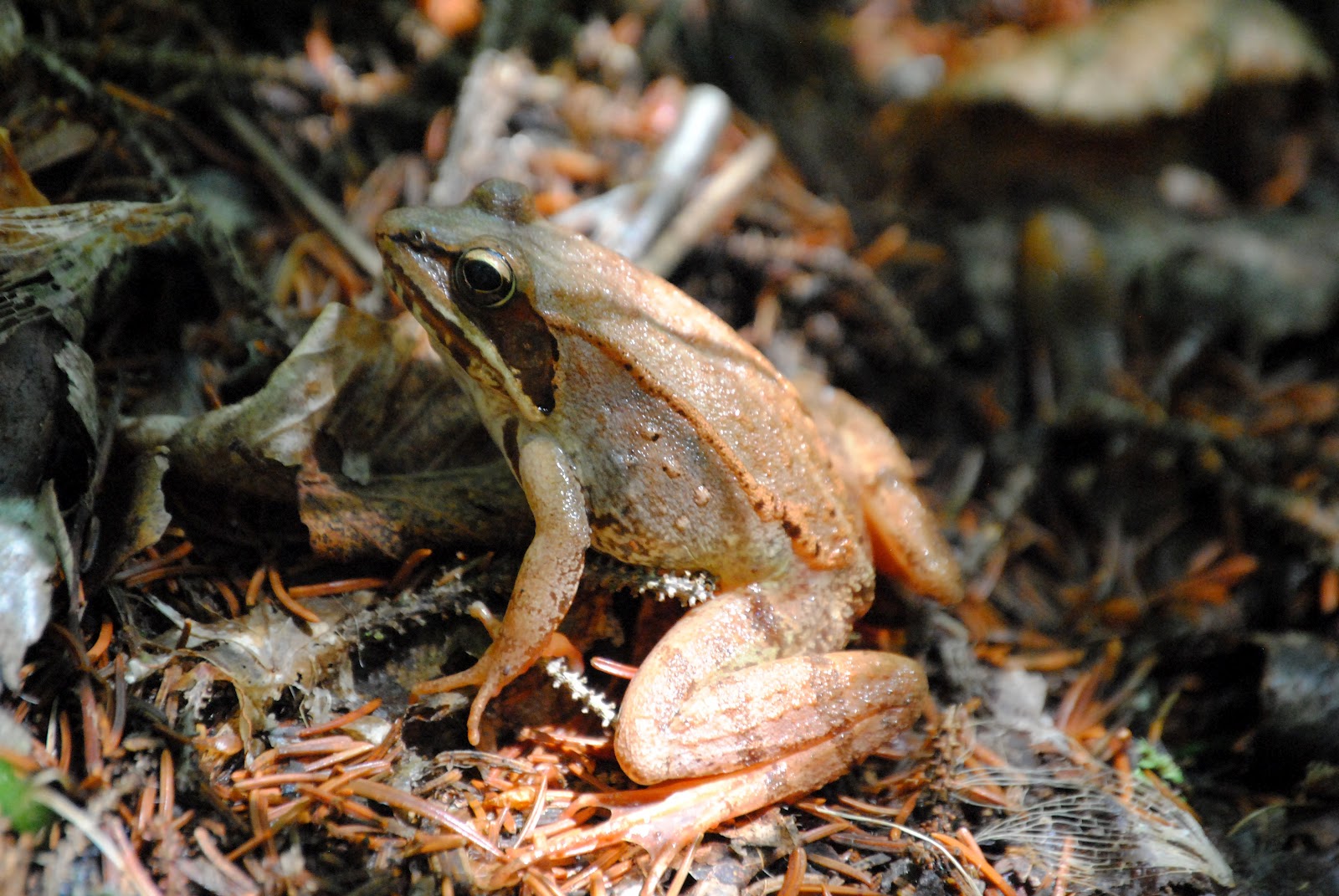 Field Notes and Photos Wood Frog, Boreal Forest vernal pool reptile