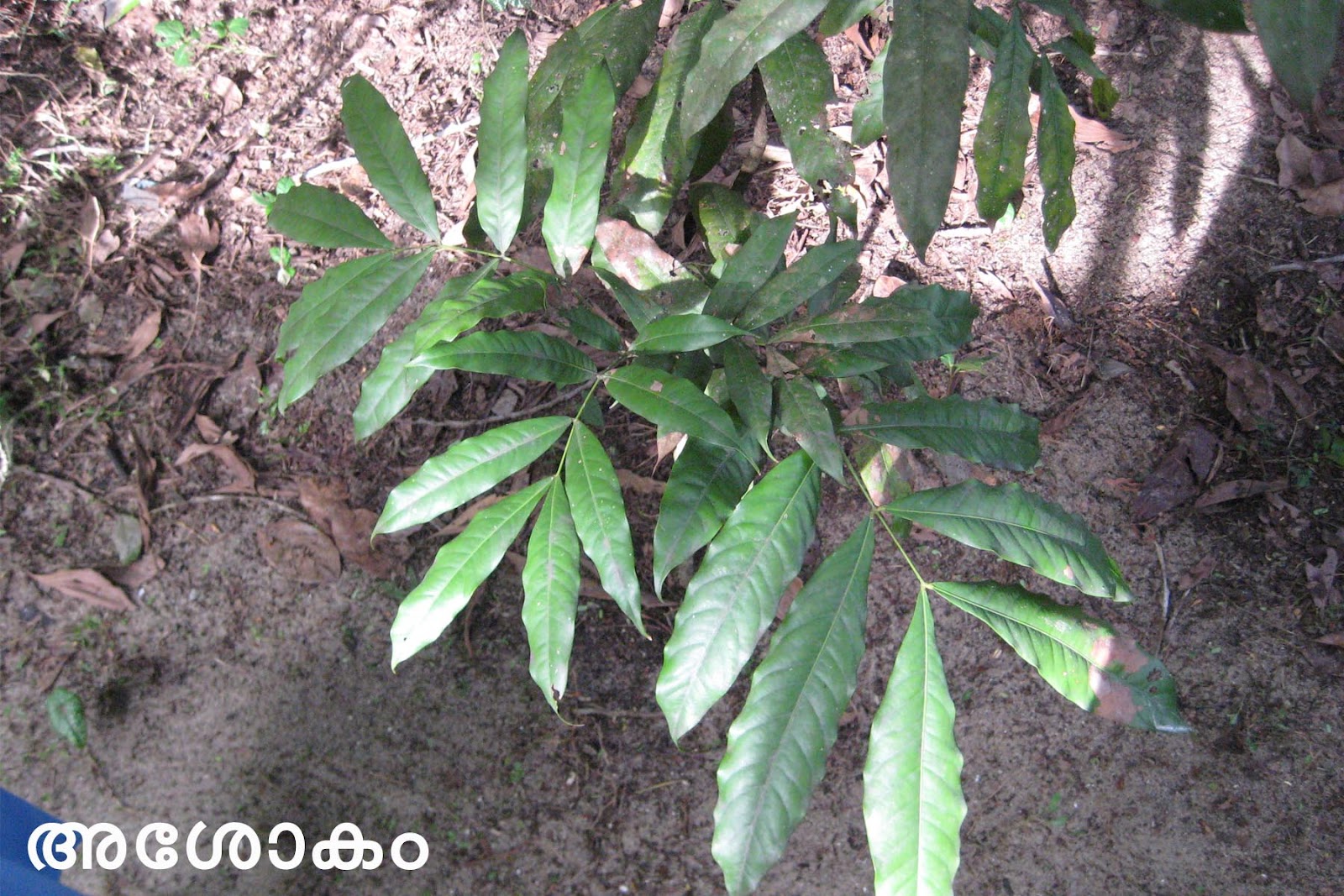 Ayurvedic Medicinal Plants in Kerala