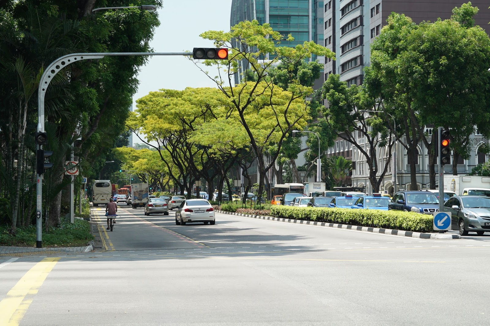 SOURCE Common trees and plants in Singapore