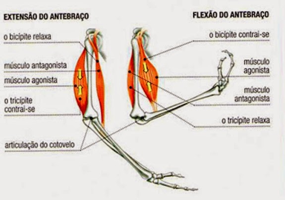 Se a verdade que as natas aumentam o membro