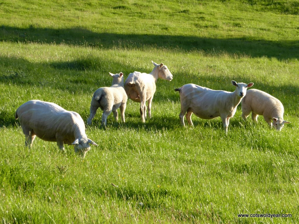 A Cotswold Year Shorn Sheep