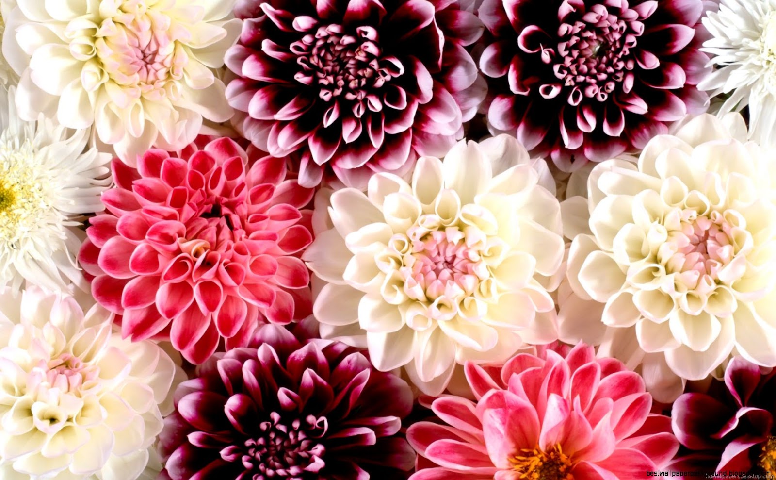 Beautiful Flowers Desktop Beautiful Flowers Desktop