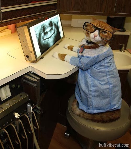 Peluxos Os 20 profissionais mais gatos do mundo