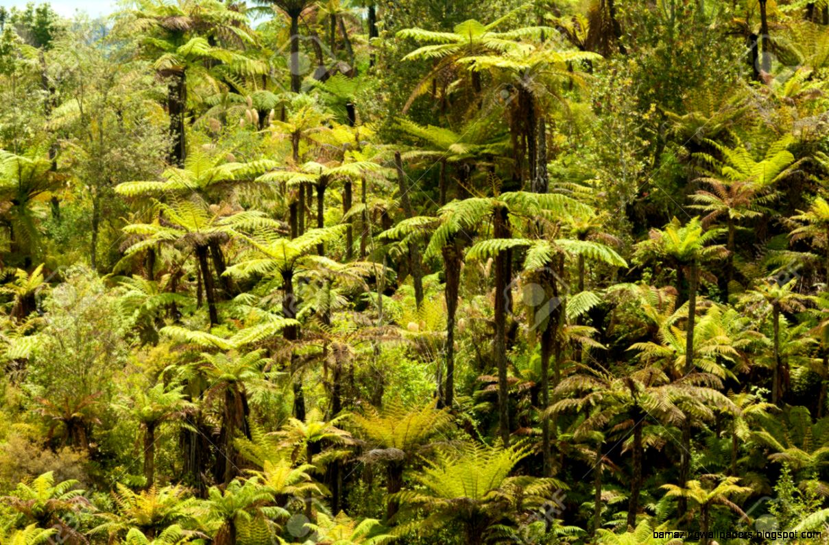 Grove Of Endemic New Zealand Rainforest Fern Trees In Lush Green Grove Of Endemic New Zealand Rainforest Fern Trees In Lush Green