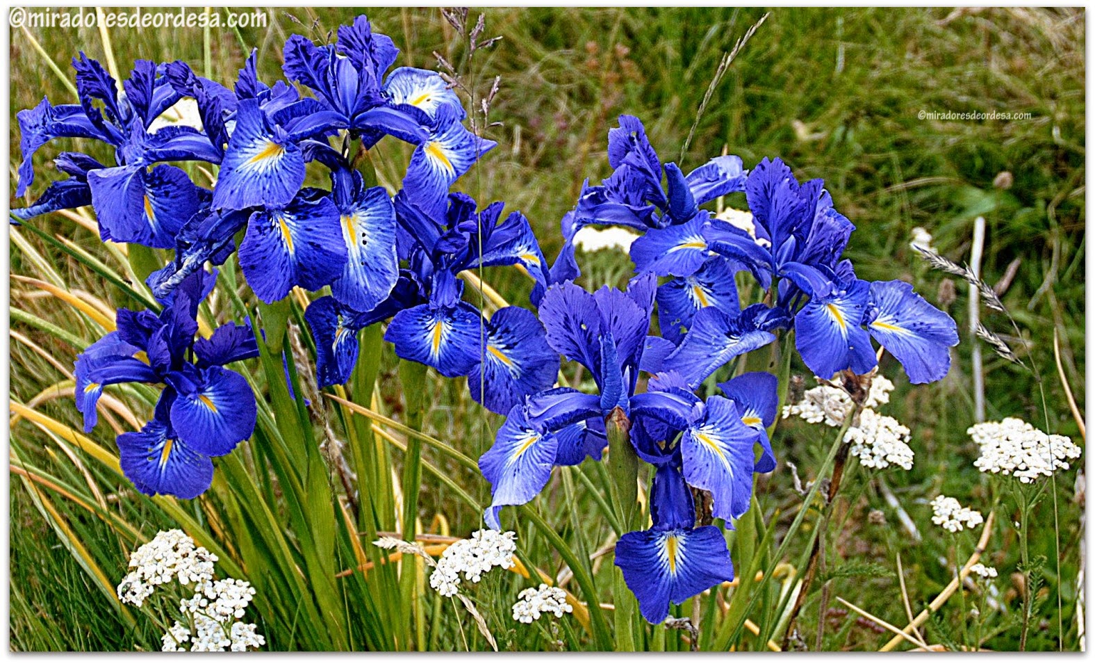 Lirio Azul - Paisajes de Ordesa