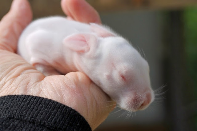 5-day old New Zealand White bunny