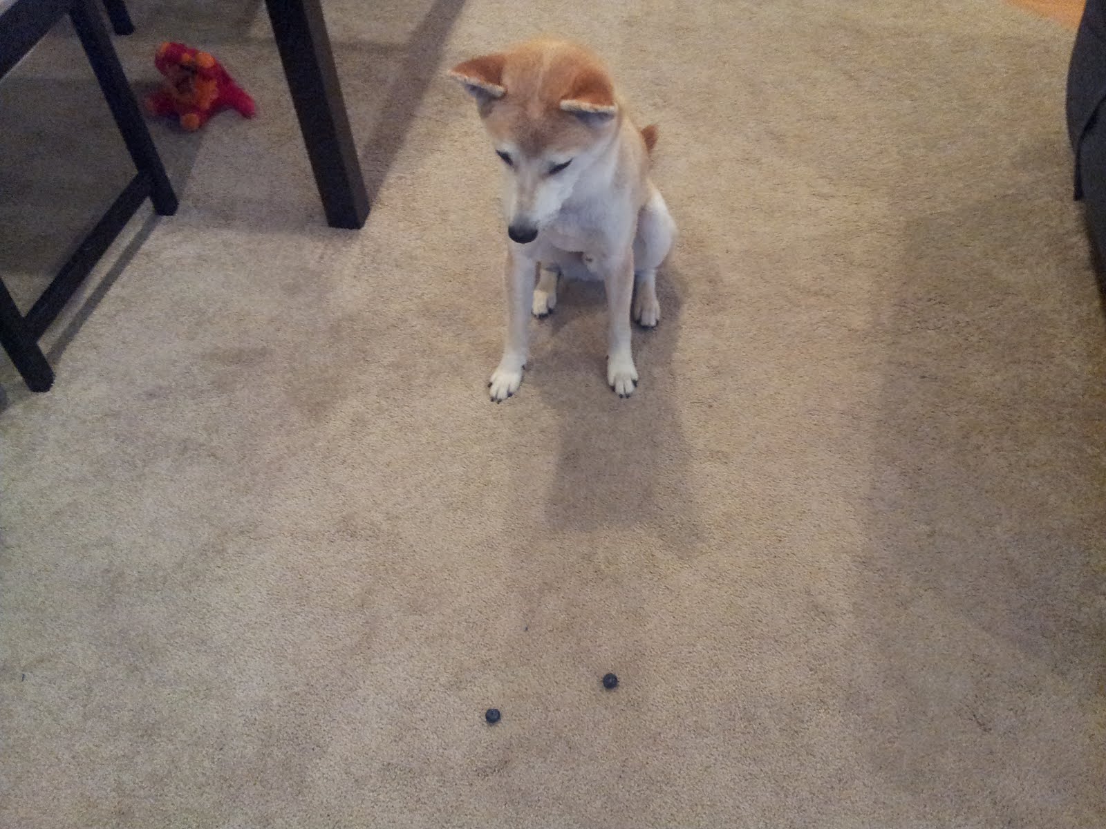 Bully Sticks Give Dogs Diarrhea Bully Sticks Give Dogs Diarrhea