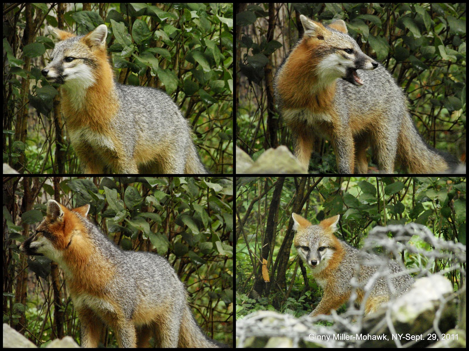 Photography By Ginny September 29, 2011The Gray Fox Pups