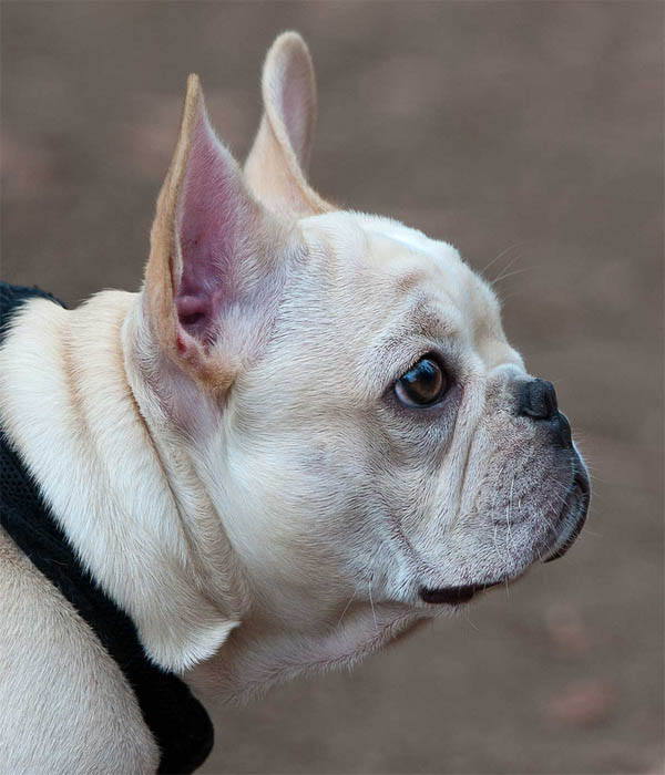 brachycephalic breeds bulldog a brachycephalic issues brachycephalic breeds bulldog a brachycephalic issues