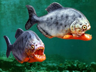 Wih !! Piranha Ditemukan Di Sungai Jepang !! [ www.BlogApaAja.com ]