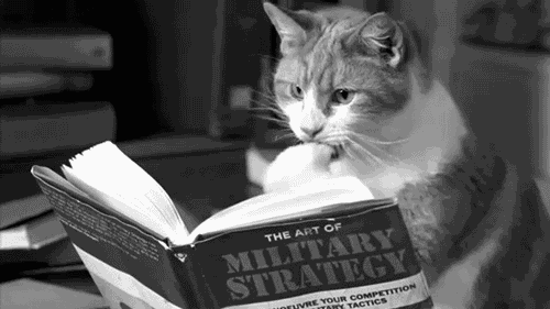 funny-cat-gif-picture-kitty-brushing-up-