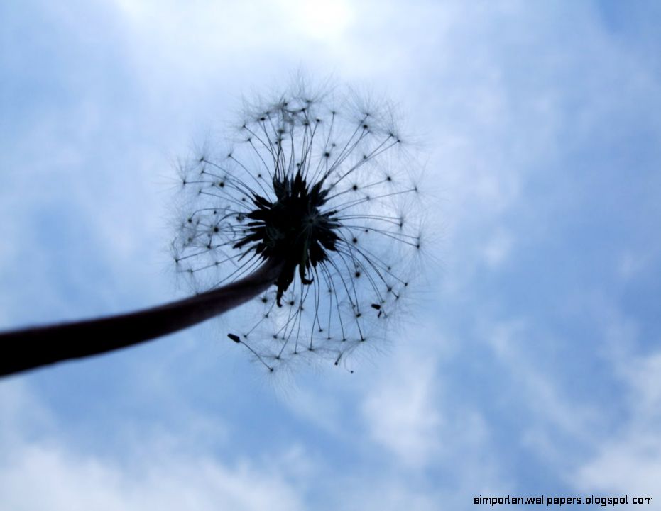 Dandelion And Sky  Inspiration Wallpapers Dandelion And Sky  Inspiration Wallpapers