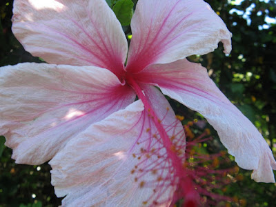 Turks and Caicos giant pink hibiscus by garden muses: a Toronto gardening blog