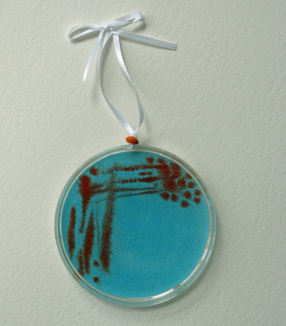 magpie & whiskeyjack Art in a Petri Dish