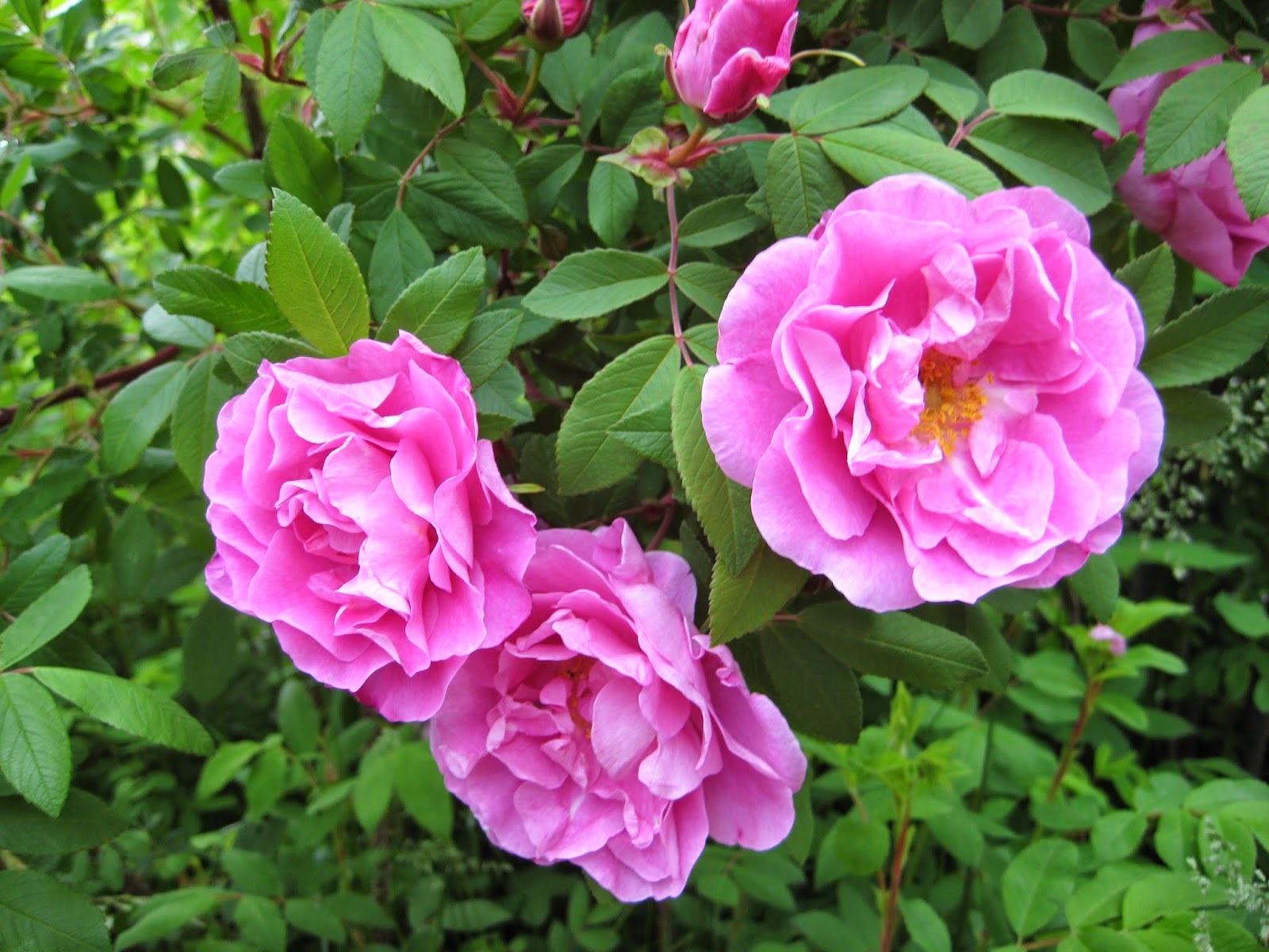 Mystery rose cane problem Susan's in the Garden