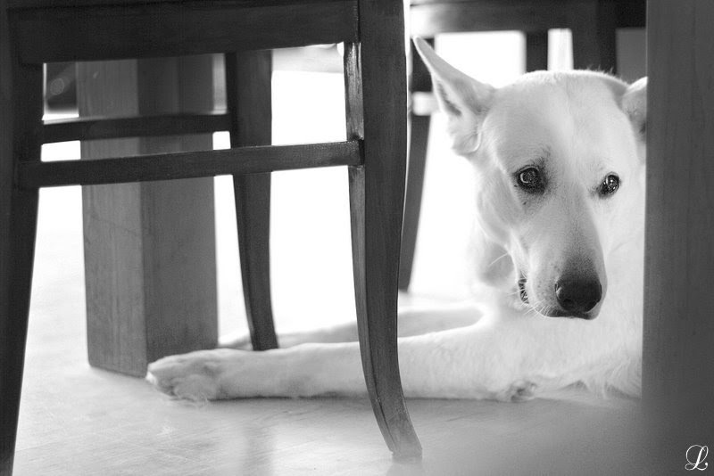 Dog Under the Table Littlephotosite