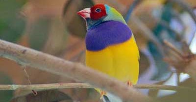Fakta Unik Seru Dan Menarik 10 Macam Burung Paling Terindah Dan