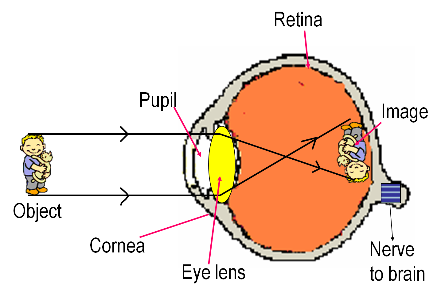 1.3 SENSE OF SIGHT MScienceBuzz