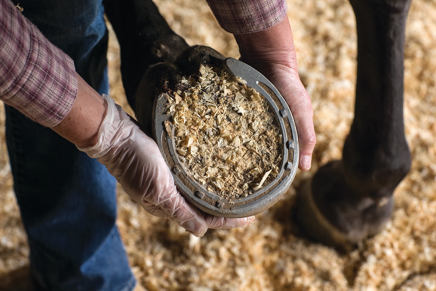 NEW Magic Cushion Hoof Packing from Absorbine Absorbine