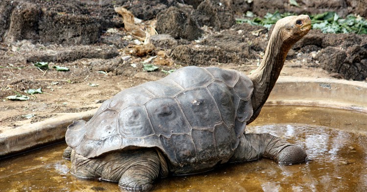 pinta island tortoise ew conservation status pinta island tortoise ew conservation status