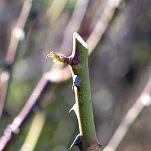 Lucy on Gardening HOW TO PRUNE HYBRID ROSES WITH STEP BY STEP DIAGRAMS