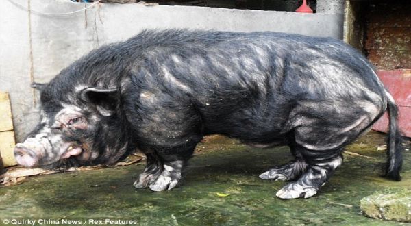 Inilah Babi Terjelek Di Dunia [ www.BlogApaAja.com ]