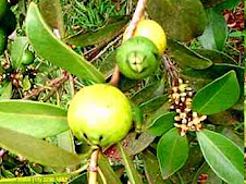 Flora Bacia Taquari-Antas - Fonte: Aepan-ONG