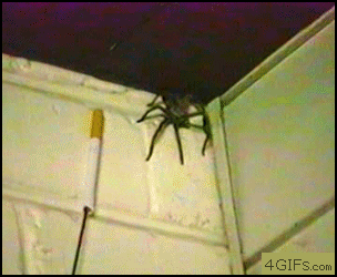 creepy+giant+spider.gif