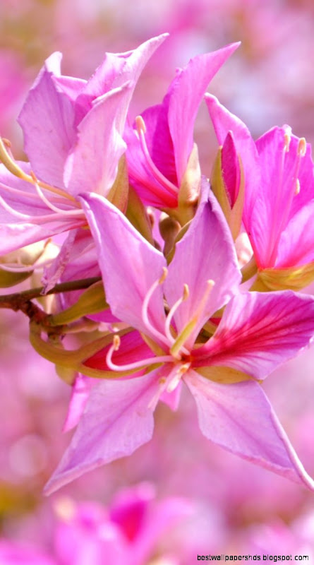 Theaeon FlowerSamsung Wallpaper Download Free Samsung Wallpapers Theaeon FlowerSamsung Wallpaper Download Free Samsung Wallpapers
