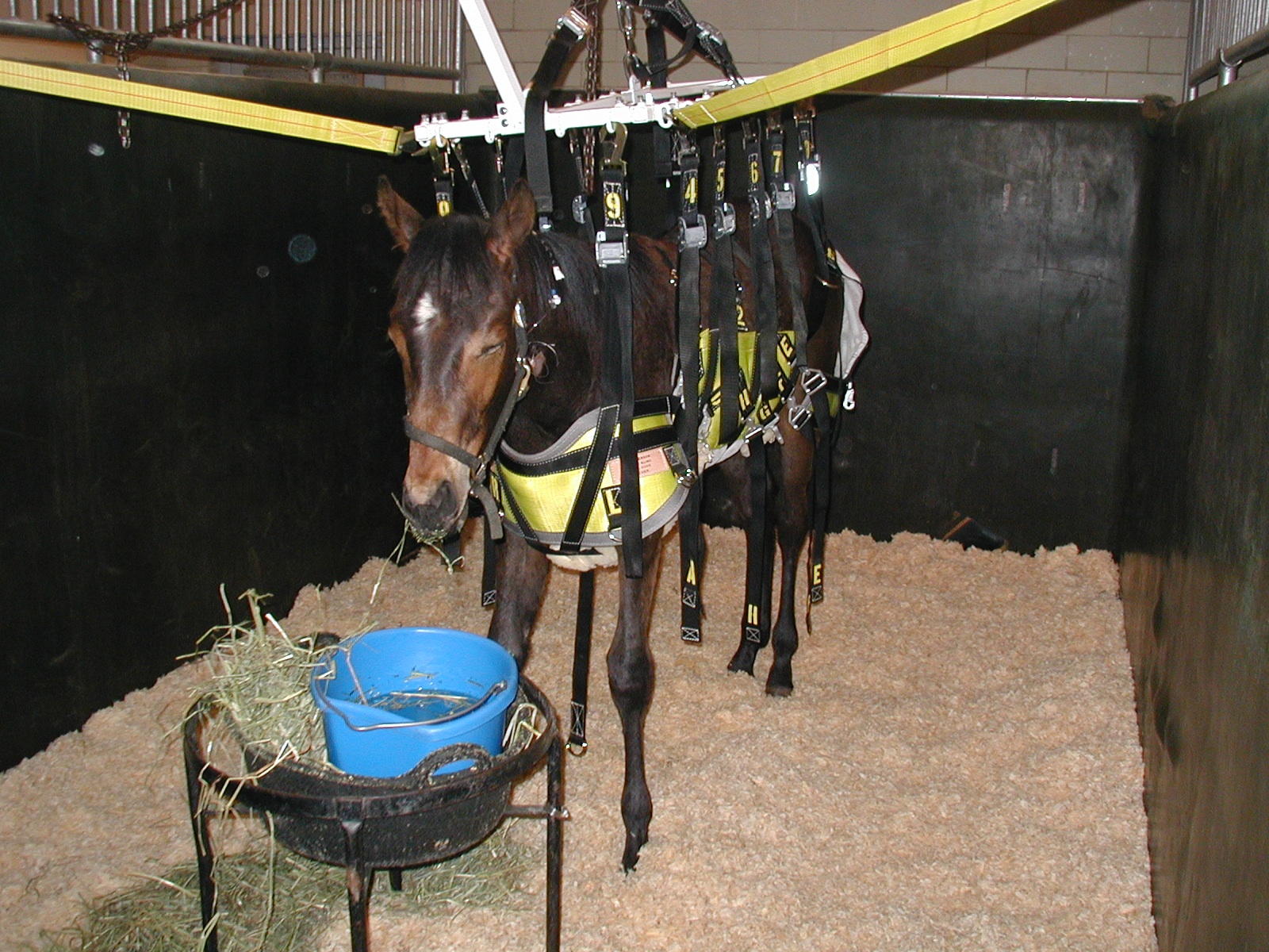 what is ehv 4 in horses