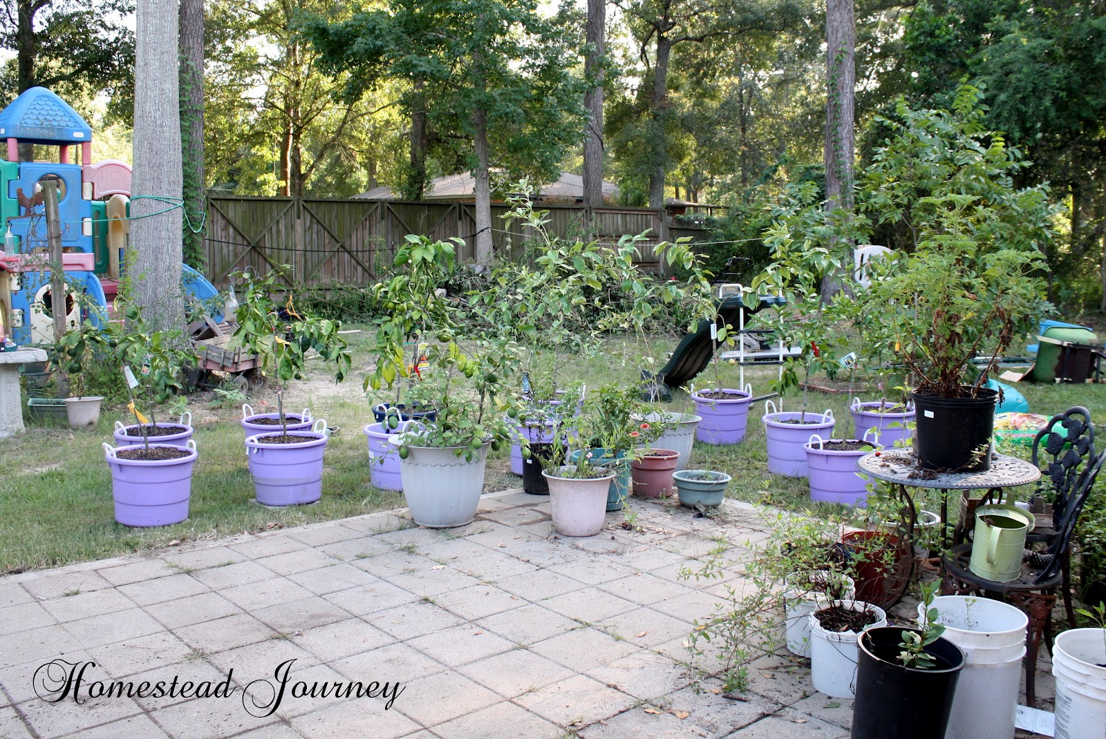 Rare Breed Farms: Fall Garden 2012