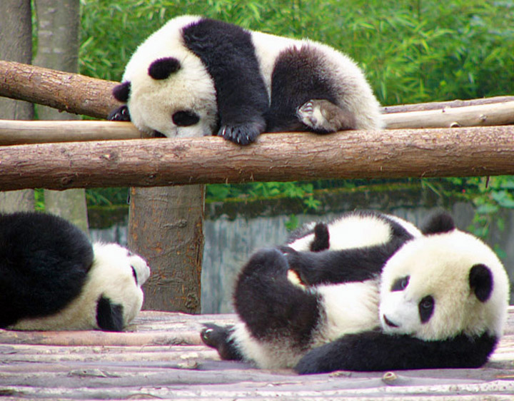 panda A chubby Nude Porn Pics Funny sexy pics for wife
