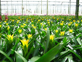 interior landscaper Burlington MA;Burlington MA interior green plants;
