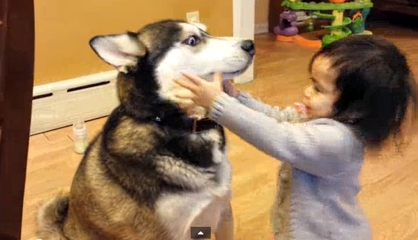 are huskies friendly with kids