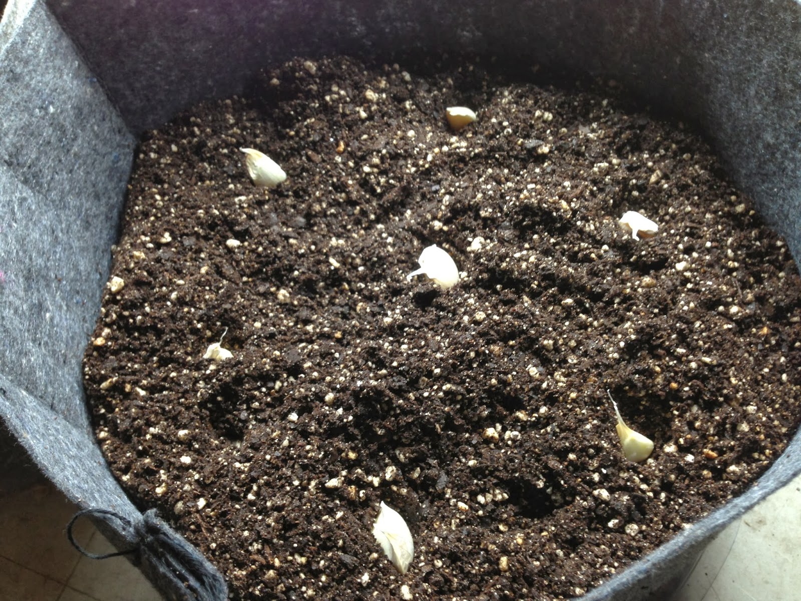 The Grow Room Growing Garlic Indoors (and Out) in Containers