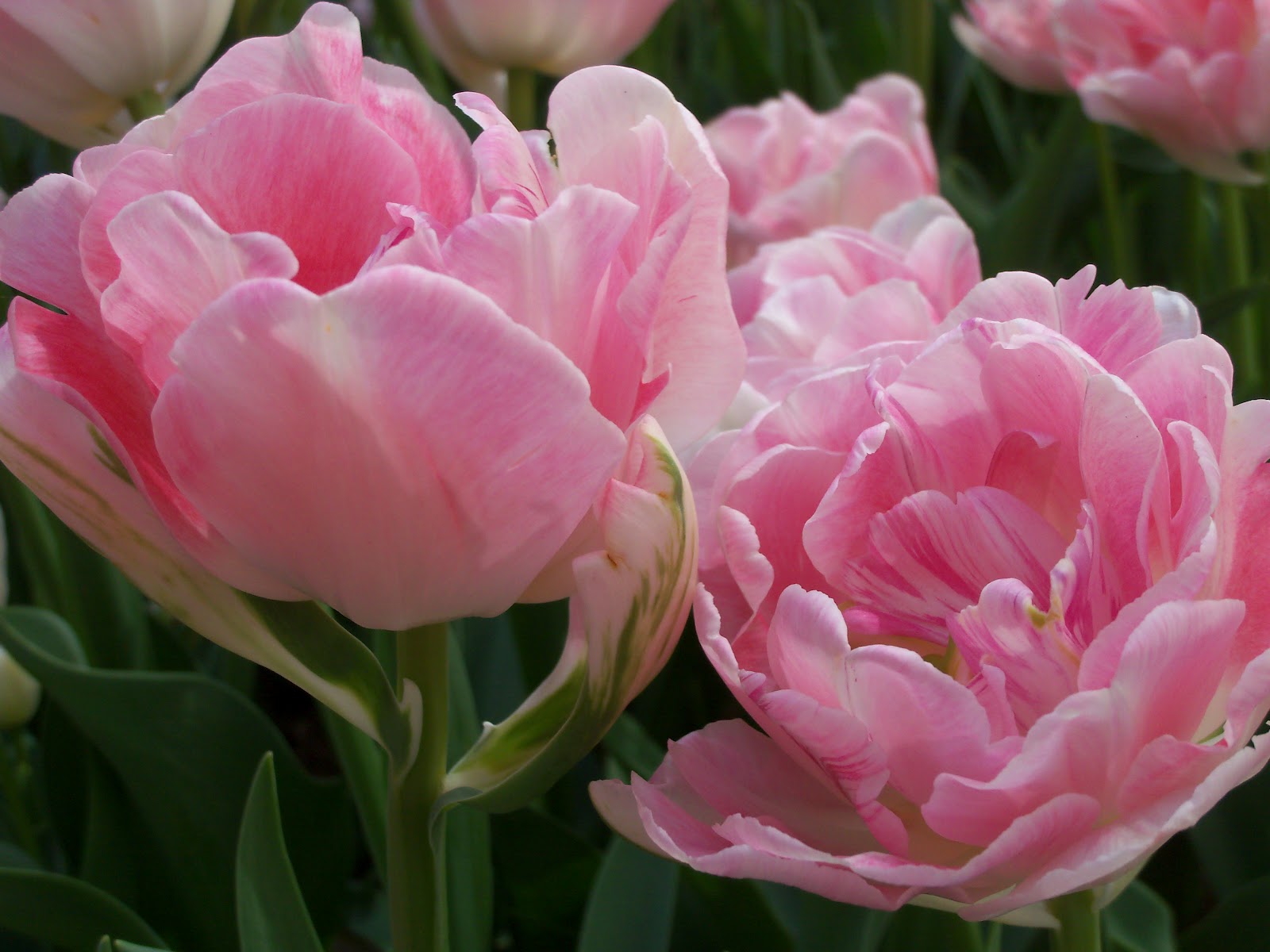 Beyond The Garden Gate Tulips are special!